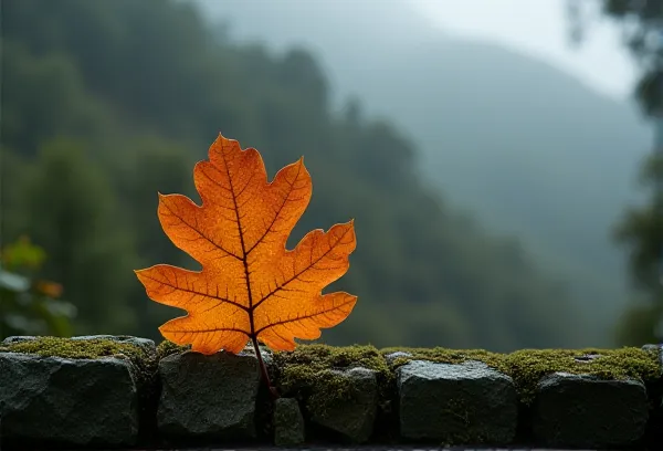 Morning mist over an oak leaf in Julian San Diego representing the detailed audit phase of estate planning.